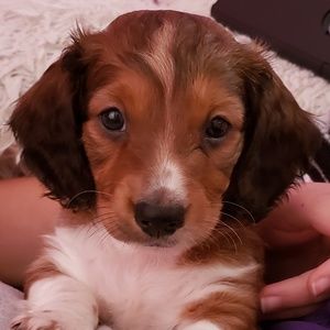 Meet your Posher, Cricket